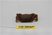 藏品(萬歲大眼蟹)的圖片